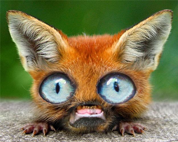 ZAIPAPEUR