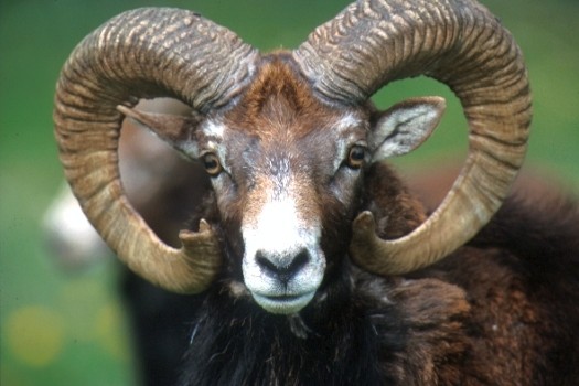 Le Mouflon