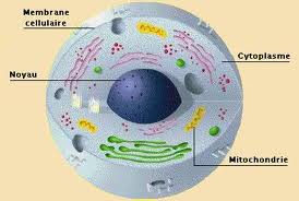 mitochondrie_schema_1.jpg