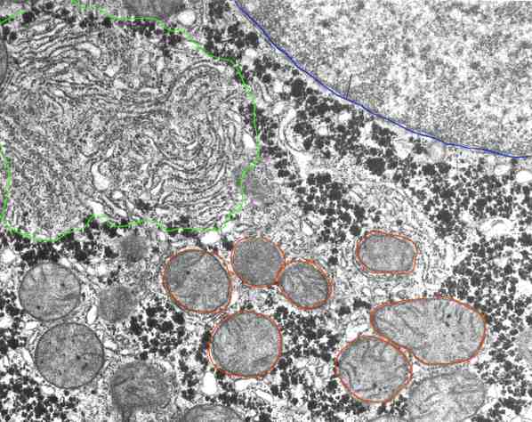 mitochondrie cellule_1.jpg