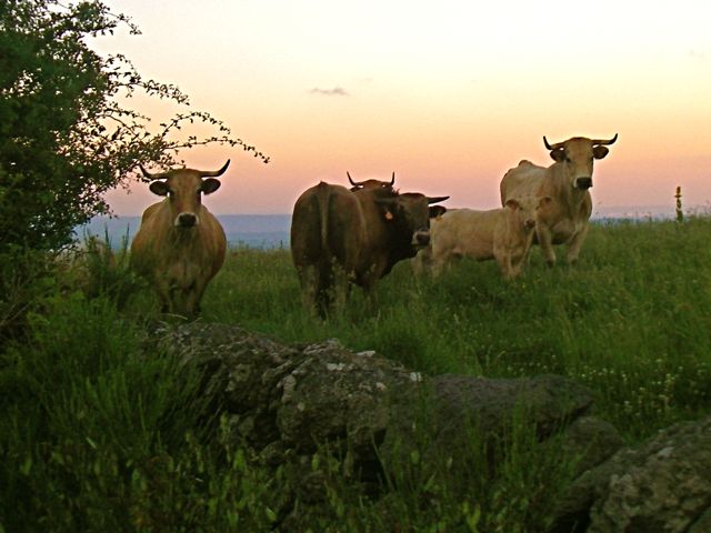 aubrac-22.jpg