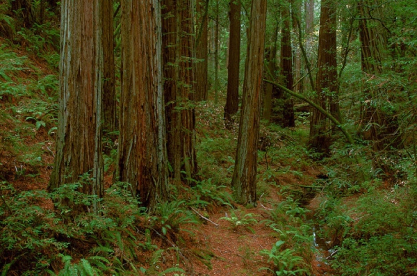 redwoods_in_steep_ravine_on_mount_tamalpais.jpg