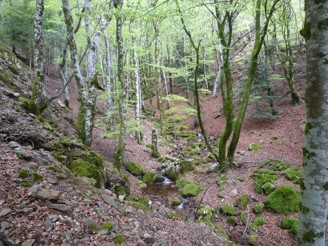 Forêt de hêtres traversée avant Mauroul (photo reco)