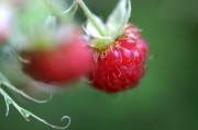 Framboise O'Ney