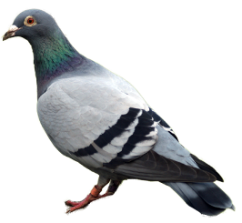 le pigeon