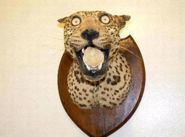 gentil taxidermiste