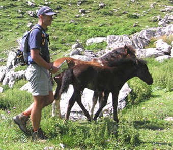 Pottok