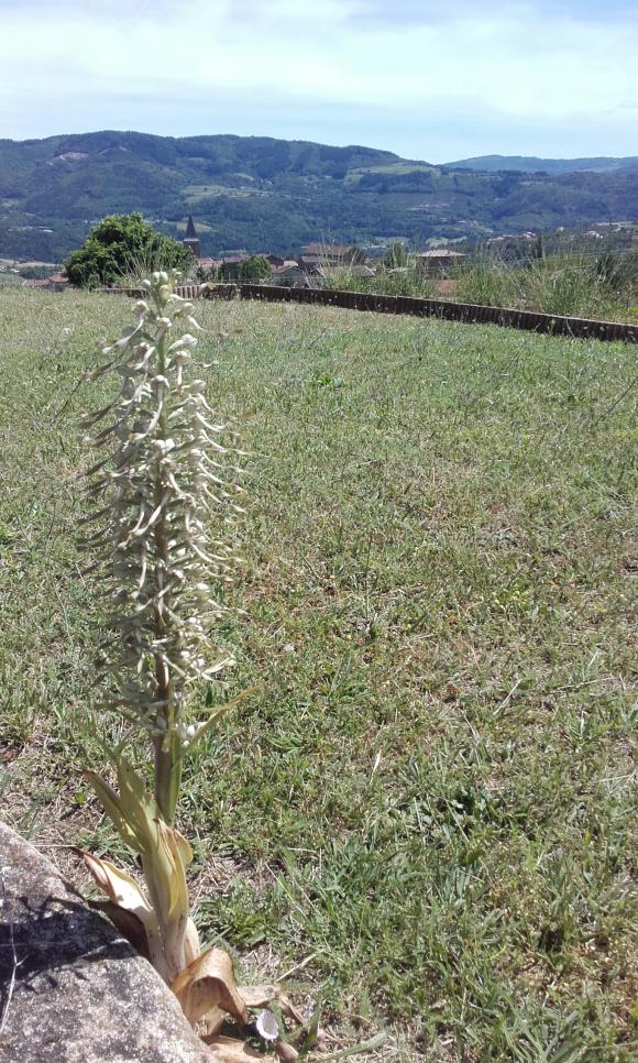 04 Orchis bouc à Empurany.jpg