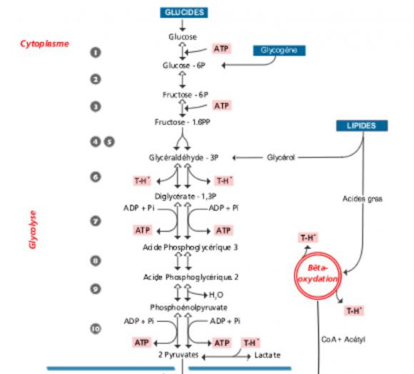 Glycolyse v01.jpg