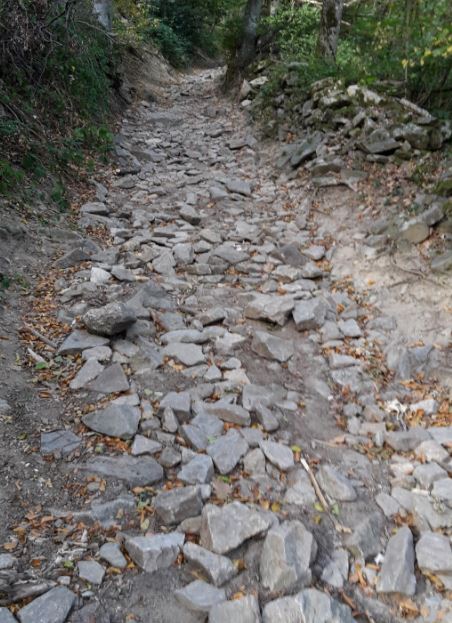 bois des marches.JPG