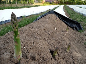 'asperge.jpg