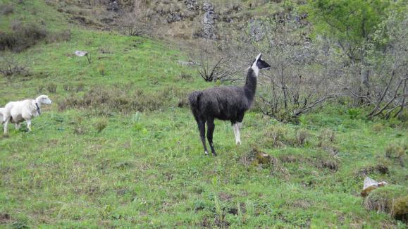 Lama refuge Folly.jpg