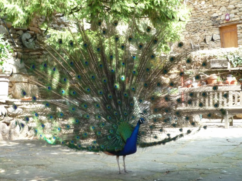 Dommage qu'il n'y ait pas le son qu'émet le beau secouant ses plumes devant la belle