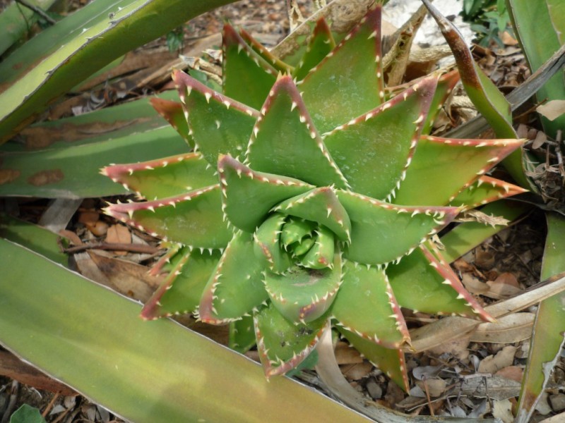 Variété d'agave