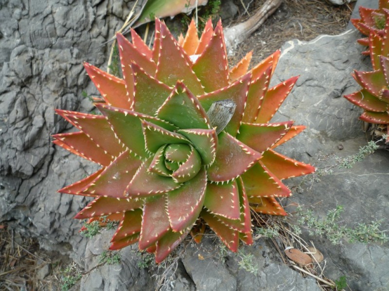 Variété d'agave