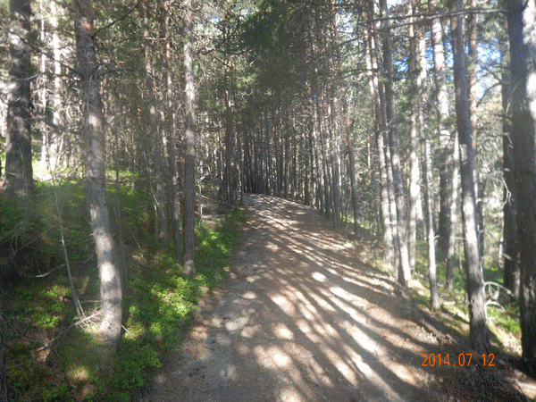 Piste forestière