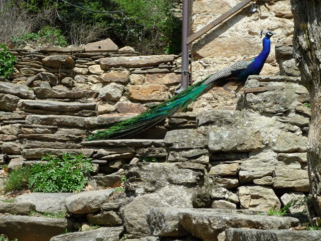 Léon qui rentre à la maison après s'être fait enguirlander par Germaine (photo reco 2010 prise dans Bardou)