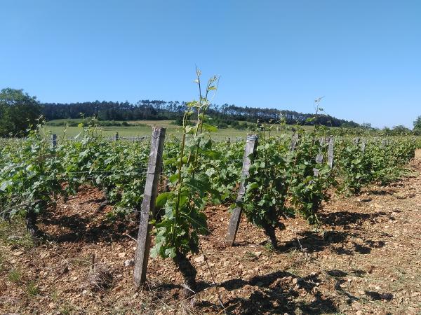 vignes