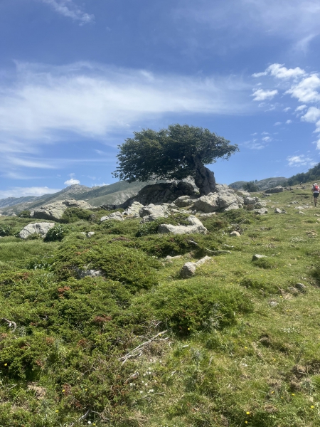 Le plus connu des arbres du coin !