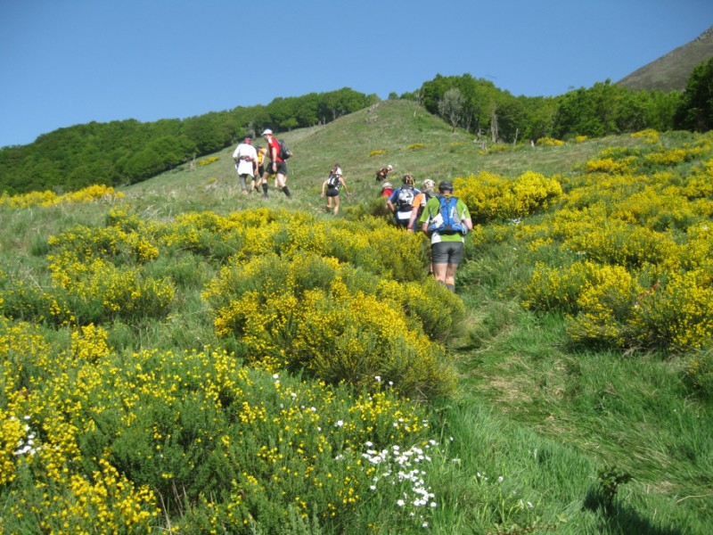 Montée parmi les genêts